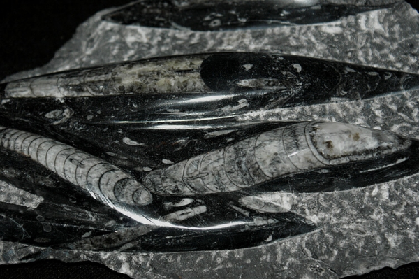 Orthoceras